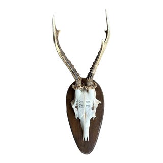 1950s Roe Deer Trophy on Wood Plaque, Black Forest For Sale