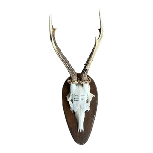 1950s Roe Deer Trophy Rd29 Black Forest Antlers Writing on Skull