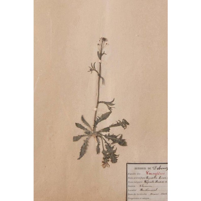 Herbarium, Paper, Framed For Sale - Image 6 of 11