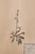 Herbarium, Paper, Framed For Sale - Image 6 of 11