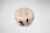 Contemporary Bleached White Teak Root Accent or Side Table or Stool 30 For Sale - Image 3 of 6