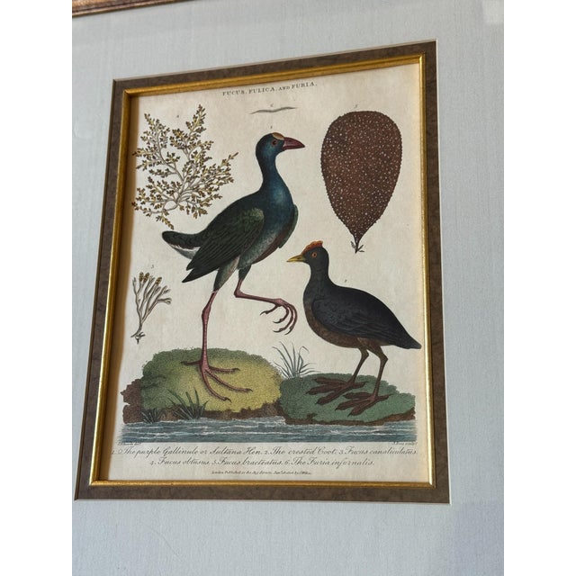 Sculpture Materials John Pass After J Wilkes Birds Engraving, c.1806 For Sale - Image 7 of 8