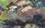Émile DANCRE 1901-1977 Champrosay-Forest Oil on panel Signed lower right Monogrammed on the back Bears a 1938 Salon des...