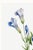 Fringed Gentian, Vintage Botanical Art Print Reproduction by Mary Vaux Walcott, 16" X 24" For Sale In Buffalo - Image 6 of 9