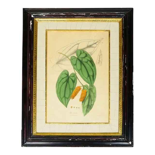 19th Century Hand-Colored Lithograph of a Black Pepper Plant by Nathaniel Wallich For Sale