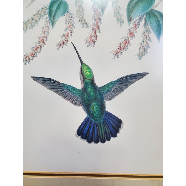 Mid 19th Century Antique Framed Hummingbird Prints, Porphyry-Tailed Mango, Villavicencio’s Sabre-Wing Original Pl. 47 & 81, j.gould C1855 For Sale - Image 5 of 10