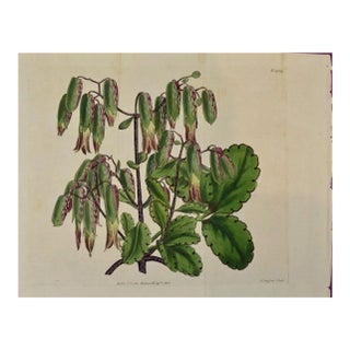 Flowering Air Plant: A 19th Century Hand-Colored Engraving by William Curtis , 1809 For Sale