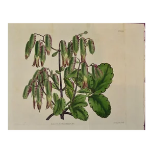 Flowering Air Plant: A 19th Century Hand-Colored Engraving by William Curtis , 1809