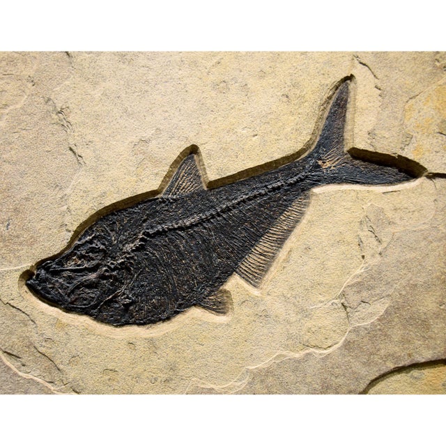 Contemporary 50 Million Year Old Fossil Fish Mural 7742cm For Sale - Image 3 of 4