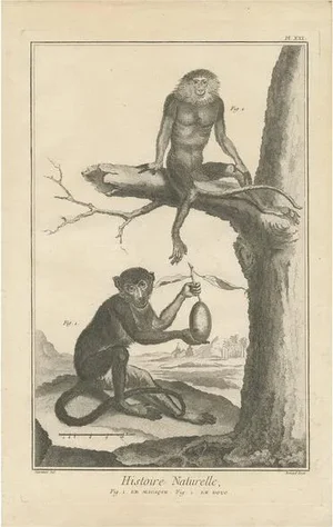 D. Diderot, Illustration of a Macaque and a Red-Shanked Douc, 1751, Print