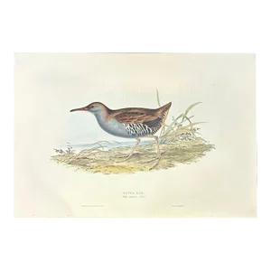 Vintage Water Rail Print After John Gould, 1862