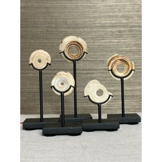Shell Antique Oceanic Mounted Shell Currency- a Set of 5 For Sale - Image 7 of 7