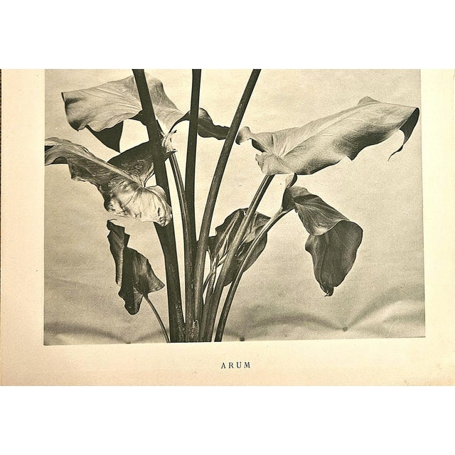 Beaux-Arts 1902 Antique French Botanical Photgoraph Lithograph Arum Lily, With Documentation For Sale - Image 3 of 4