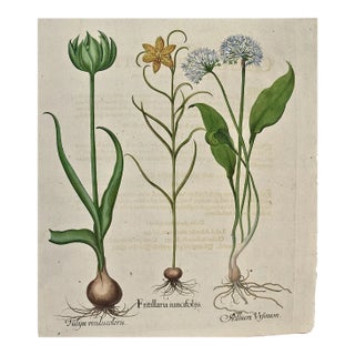 Basilius Besler Besler Hand-colored Botanical Engraving of Flowering Tulip & Wild Garlic Plants, 1713 For Sale