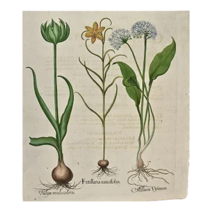 Basilius Besler Besler Hand-colored Botanical Engraving of Flowering Tulip & Wild Garlic Plants, 1713