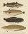 Wilhelm von Wright and C. Erdmann, Hake, Blue Ling, Tadpole Fish, and Cod, 1895, Lithograph on Paper For Sale - Image 6 of 10