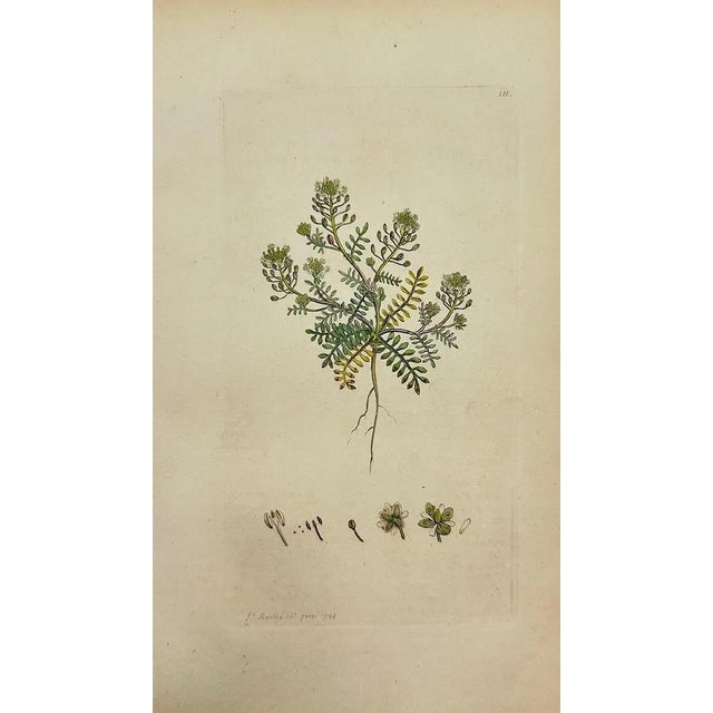 Early 19th Century James Sowerby – Set of 6 Botanical and Natural History Prints – Aquilegia Vulgaris For Sale In Denver - Image 6 of 7