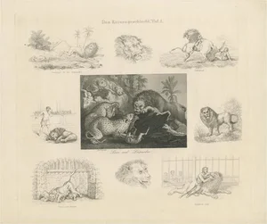 Nine Illustrations of Various Lions and Leopards, Paper