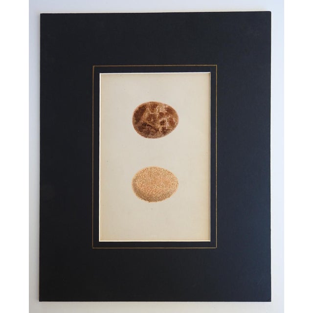 Early 20th century brown speckled eggs chromolithograph. Unframed. Displayed in black mat. Opening, 8.25"H x 5.25"L. Age...