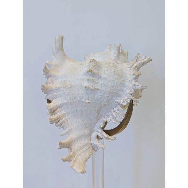 Arthur Court Shell Sculpture on Lucite Stand For Sale In San Francisco - Image 6 of 7