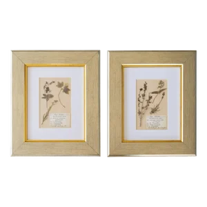 Custom Framed Antique Dutch Herbarium Botanical Specimens - Set of Two