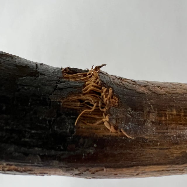 Mid-Century Rattan and Bamboo Rocking Horse Sculpture in the Style of Franco Albini For Sale - Image 12 of 13