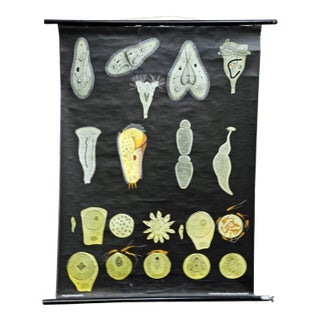 Retro Protozoa Pull-Down Wall Chart Animal Poster by Jung Koch Quentell For Sale