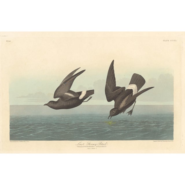 Collection of 4 Vintage 1966 John James Audubon Double-Sided Waterbird Prints Featuring Birds, Plovers and Sandpipers A...
