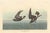 Collection of 4 Vintage 1966 John James Audubon Double-Sided Waterbird Prints Featuring Birds, Plovers and Sandpipers A...