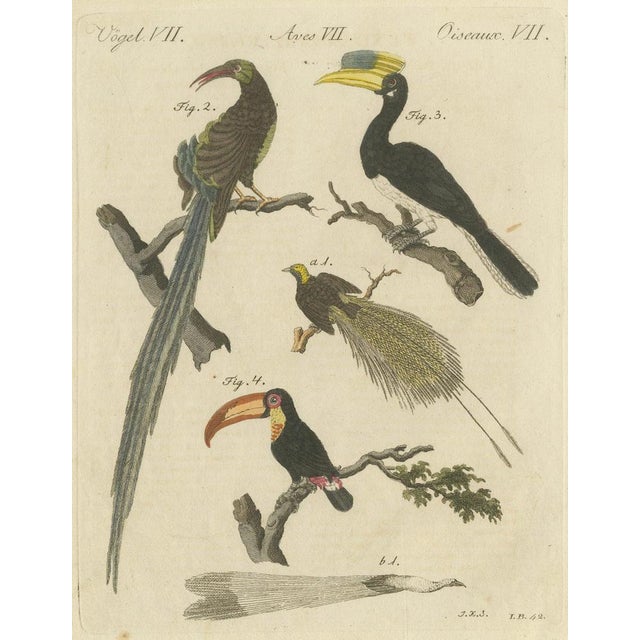 Late 18th Century Bertuch, Toucan, Hornbill and Birds of Paradise, 1790, Engraving For Sale - Image 5 of 10