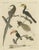 Late 18th Century Bertuch, Toucan, Hornbill and Birds of Paradise, 1790, Engraving For Sale - Image 5 of 10