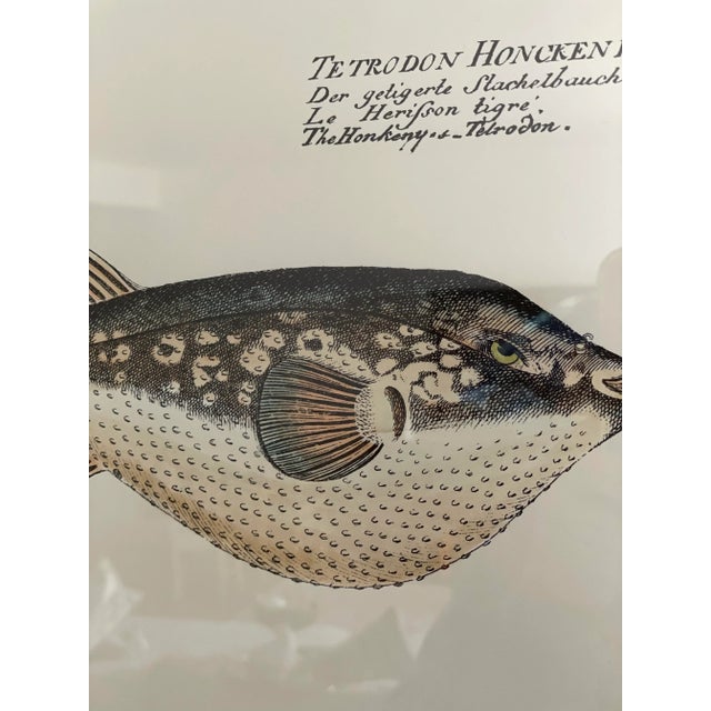 Tan Vintage Framed Marcus Elieser Bloch Hand Colored Tetrodon Honckenu, Puffer Fish For Sale - Image 8 of 9