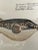 Tan Vintage Framed Marcus Elieser Bloch Hand Colored Tetrodon Honckenu, Puffer Fish For Sale - Image 8 of 9