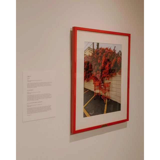 Contemporary Bougainvillea With Shopping Carts - Framed Limited Edition Photography Print With Vintage Brass Plate For Sale - Image 3 of 5