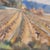 1930s French School Artist, Vineyard in Provence, Early 20th Century, Pastel on Paper, Framed For Sale - Image 5 of 18