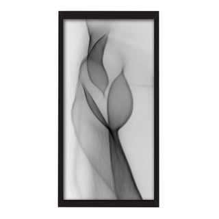 Gillian Lindsay "Light Touch" Framed Photo Print For Sale