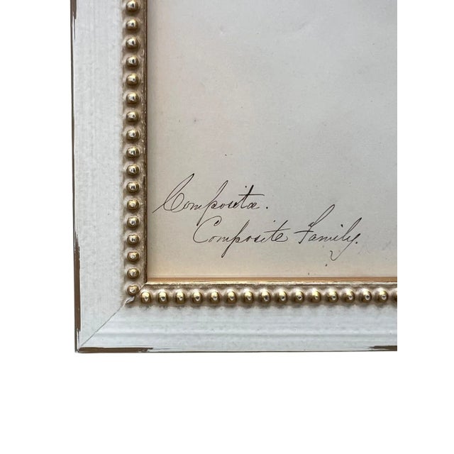 1895 Herbarium Botanical Specimens, Set of 18 For Sale - Image 11 of 11