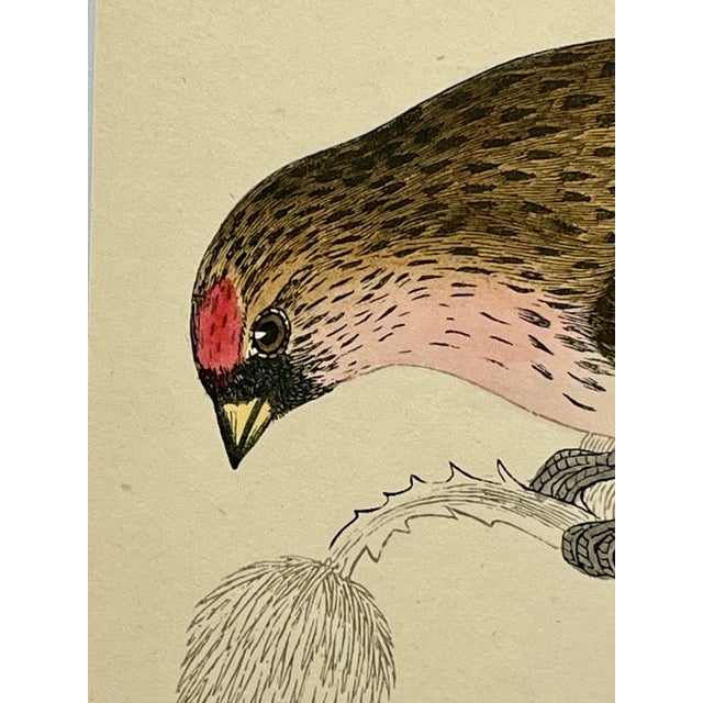 Antique Hand Tinted Bird Print From England Featuring a Red, Brown & Black Redpole - Circa 1880 For Sale - Image 4 of 12