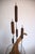 Witco Midcentury Cat Tail and Driftwood Witco Style Sculpture For Sale - Image 4 of 14
