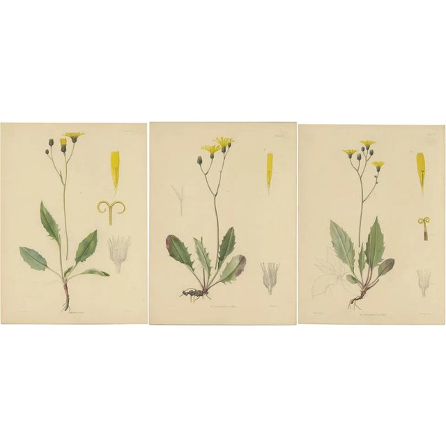 Carter, Botany Illustrations H. Marshalli and Other Flowering Plants, Ink, Set of 3 For Sale