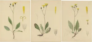 Carter, Botany Illustrations H. Marshalli and Other Flowering Plants, Ink, Set of 3
