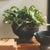 Kenneth Ludwig Chicago Echeveria Fern Drop-In 13.5" For Sale - Image 4 of 4