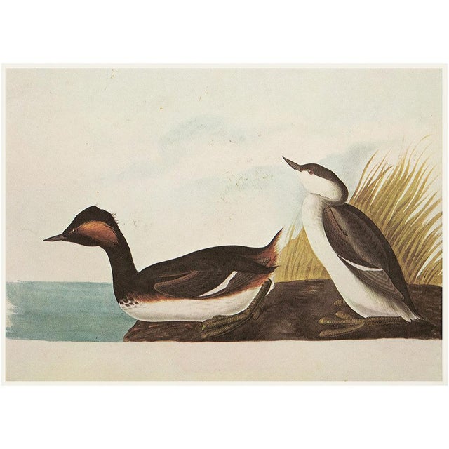 John James Audubon 1966 Vintage Cottage Print "Gadwall Duck & Eared Grebe" After John James Audubon For Sale - Image 4 of 7