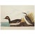 John James Audubon 1966 Vintage Cottage Print "Gadwall Duck & Eared Grebe" After John James Audubon For Sale - Image 4 of 7