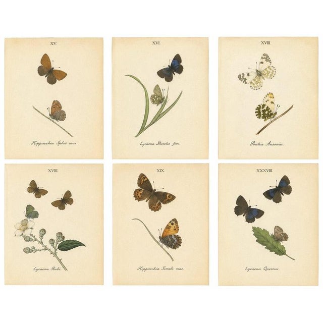 William Home Lizars after Sir William Jardine, Small-Format Butterfly with Botanical Studies, 1835, Paper Engravings, Set of 6 For Sale - Image 9 of 9