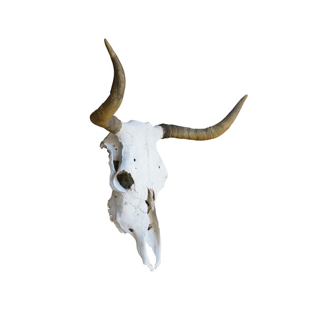 A very nice vintage Western / Southwestern steer skull and horns taxidermy. Ready to be hung, has wire on back....