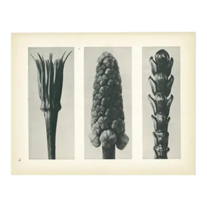 1928 Karl Blossfeldt Original Period Photogravure N78 of Salsify, Hyacinth, and Arbor-Vitae