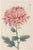 Pink Mum, Vintage Japanese Botanical Art Print, 24" X 36" For Sale