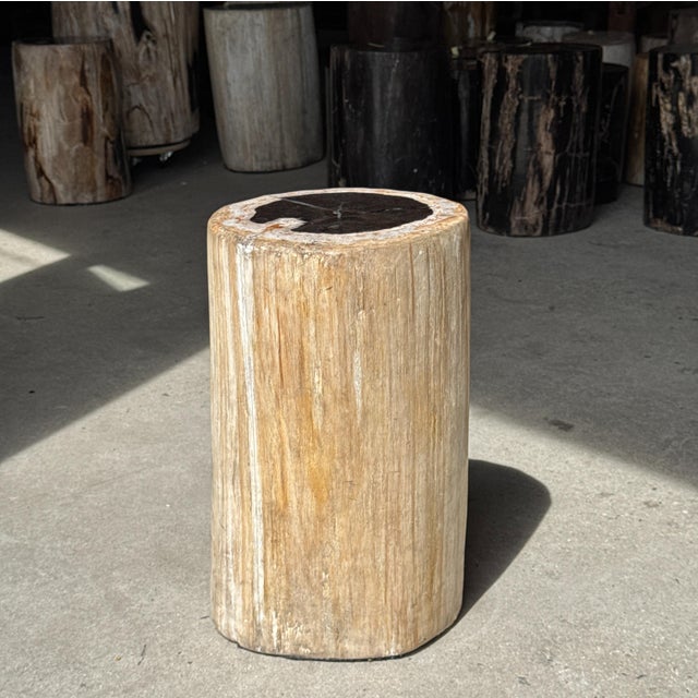 Cream Side Table in Petrified Wood, Black Heartwood and White Bark, 1980s For Sale - Image 8 of 18