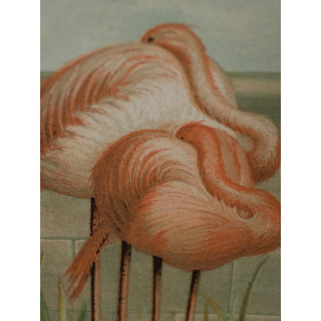 Paper Emrik & Binger, The Avian Collection, 1880, Chromolithograph For Sale - Image 7 of 13